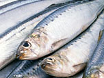 養殖魚の飼料の写真